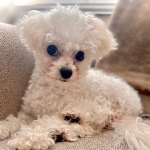 Meet your Posher, Brandon